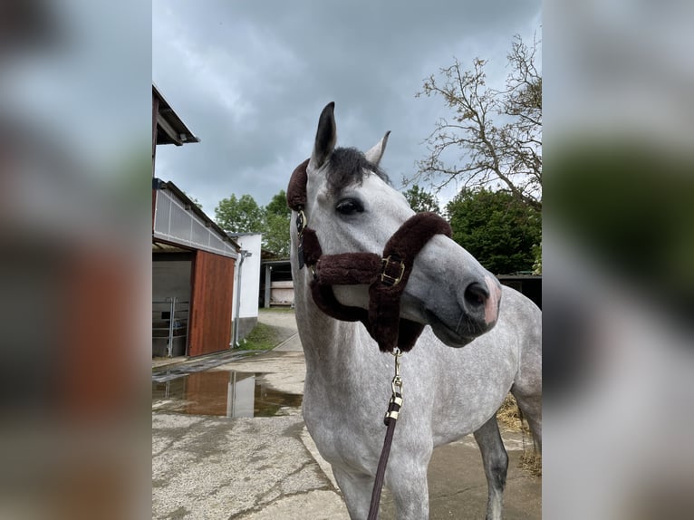 Bavarian Warmblood Gelding 7 years 16,2 hh Grey in Limburg an der Lahn