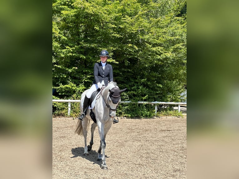Bavarian Warmblood Gelding 7 years 16,2 hh Grey in Limburg an der Lahn