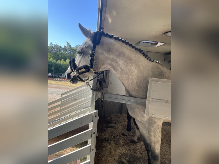 Bavarian Warmblood Gelding 7 years 16,2 hh Grey in Limburg an der Lahn
