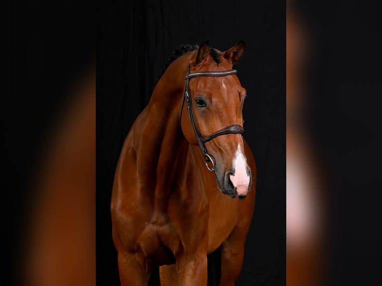 Bavarian Warmblood Gelding 7 years 17,1 hh Brown in Bladel