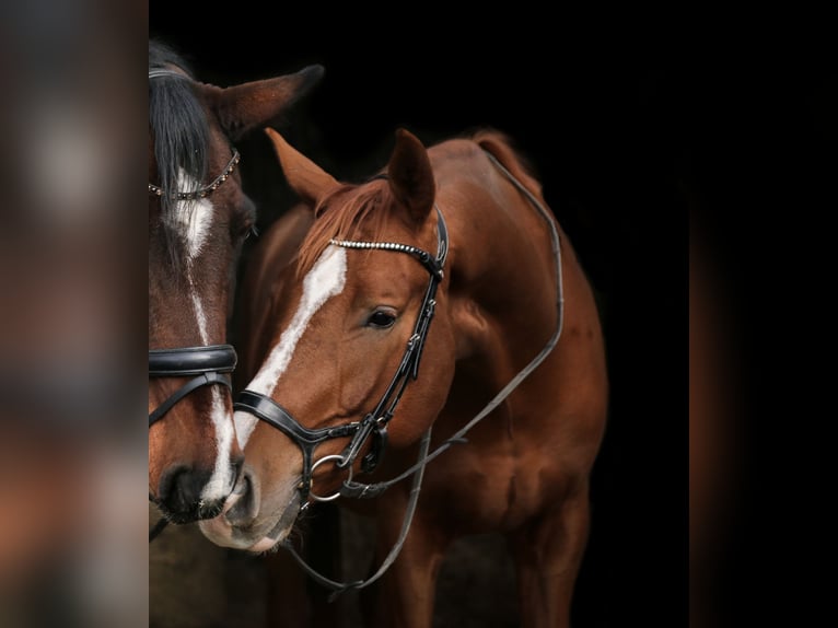 Bavarian Warmblood Gelding 7 years 17 hh Chestnut in Augsburg