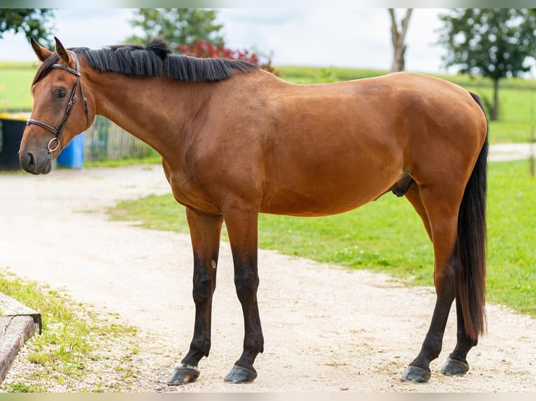 Bavarian Warmblood Gelding 7 years 17,1 hh Brown in Jettingen-Scheppach