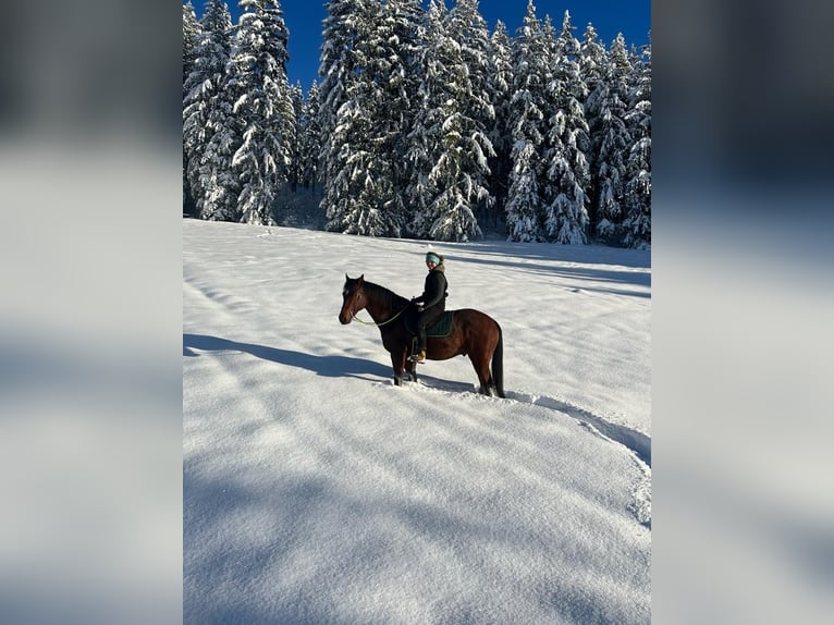 Bavarian Warmblood Gelding 8 years 15,1 hh Brown in Großweil