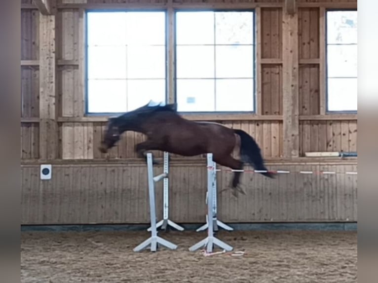 Bavarian Warmblood Gelding 8 years 15,1 hh Brown in Großweil