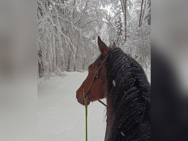 Bavarian Warmblood Gelding 8 years 15,1 hh Brown in Großweil