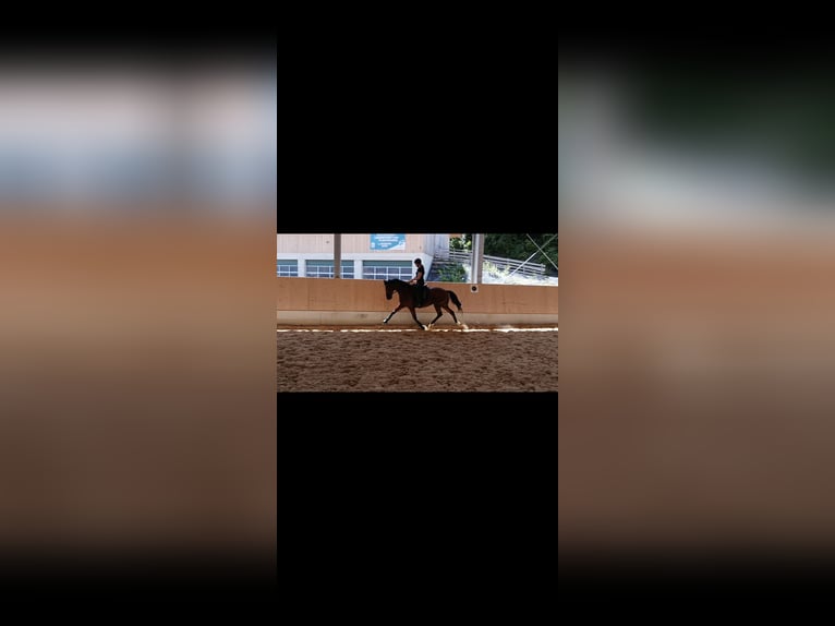 Bavarian Warmblood Gelding 8 years 15,1 hh Brown in Großweil