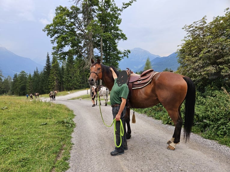 Bavarian Warmblood Gelding 8 years 15,1 hh Brown in Großweil