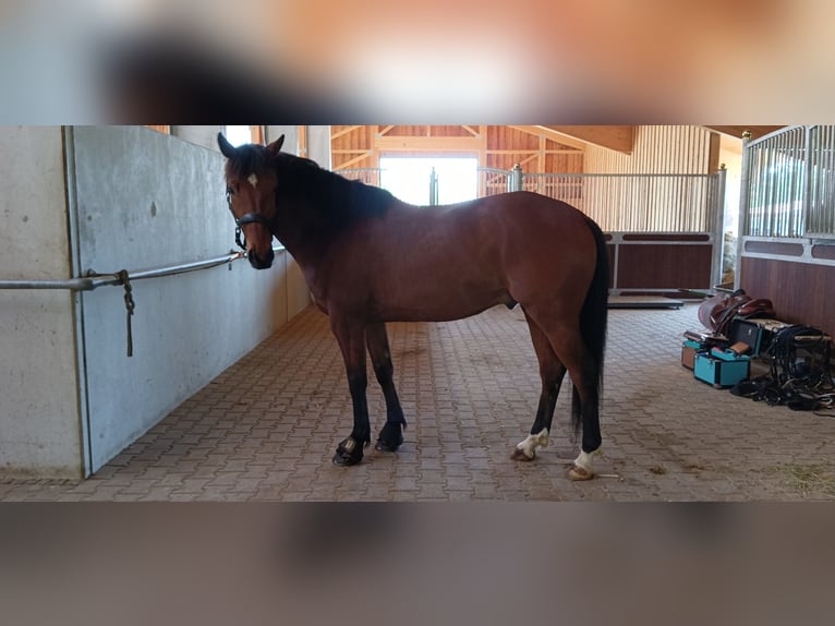 Bavarian Warmblood Gelding 8 years 15,1 hh Brown in Großweil