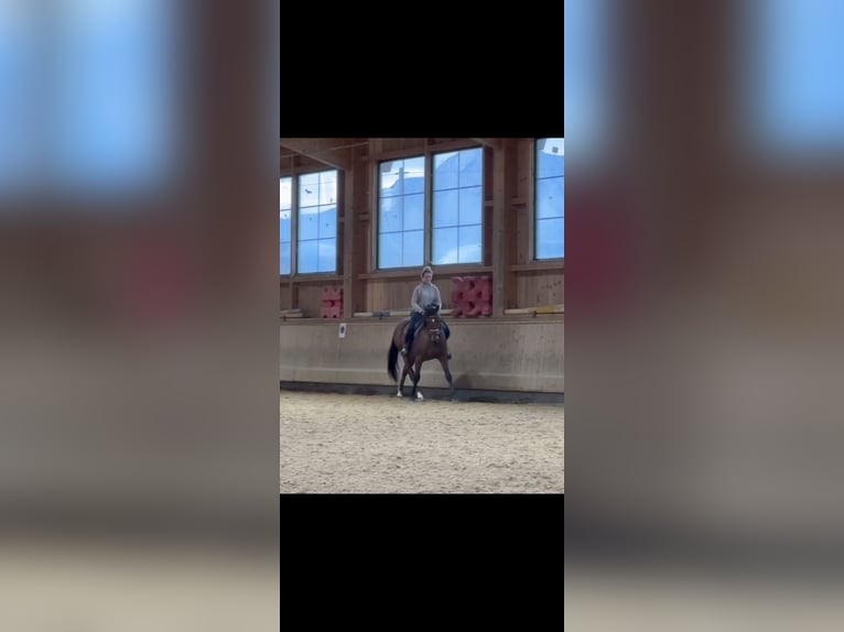 Bavarian Warmblood Gelding 8 years 15,1 hh Brown in Großweil