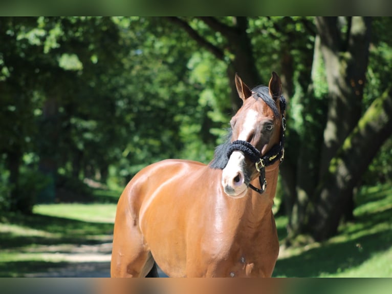 Bavarian Warmblood Gelding 8 years 16,1 hh Brown in Darmstadt