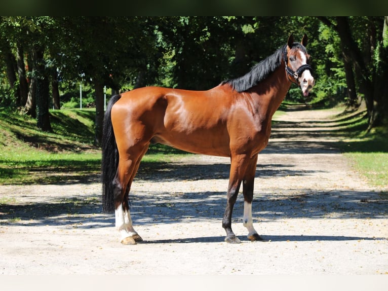 Bavarian Warmblood Gelding 8 years 16,1 hh Brown in Darmstadt