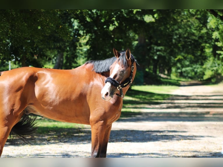 Bavarian Warmblood Gelding 8 years 16,1 hh Brown in Darmstadt