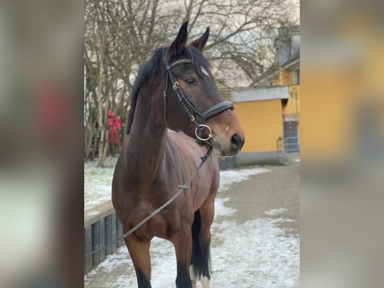 Bavarian Warmblood Gelding 8 years 16.2 hh Brown in Bad Dürrheim