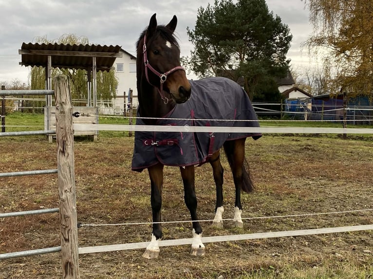 Bavarian Warmblood Gelding 8 years 16.2 hh Brown in Bad Dürrheim