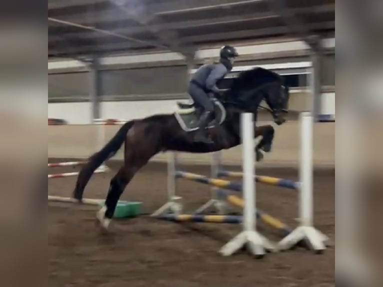 Bavarian Warmblood Gelding 8 years 16.2 hh Brown in Bad Dürrheim