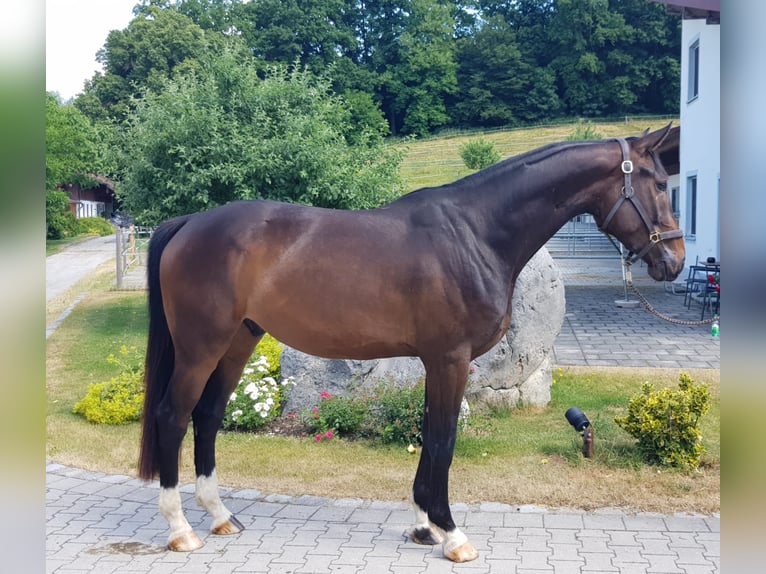 Bavarian Warmblood Gelding 8 years 16,3 hh Bay-Dark in Erharting