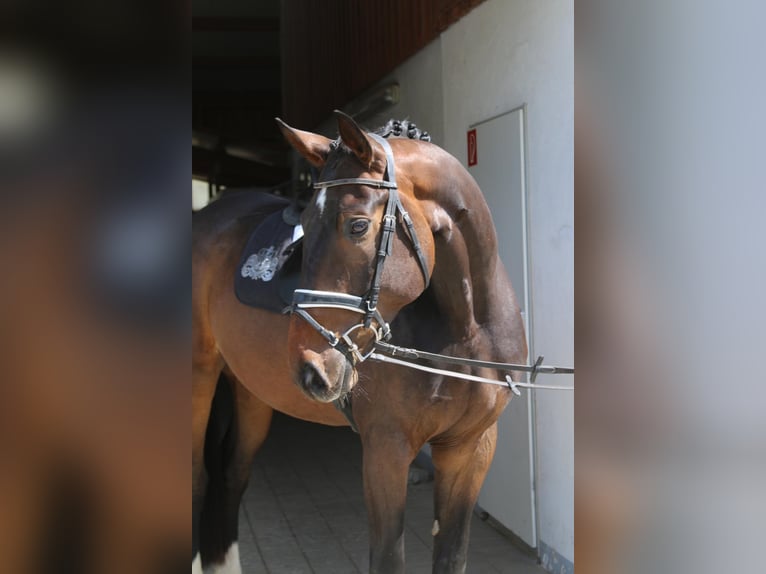 Bavarian Warmblood Gelding 8 years 16,3 hh Bay-Dark in Erharting