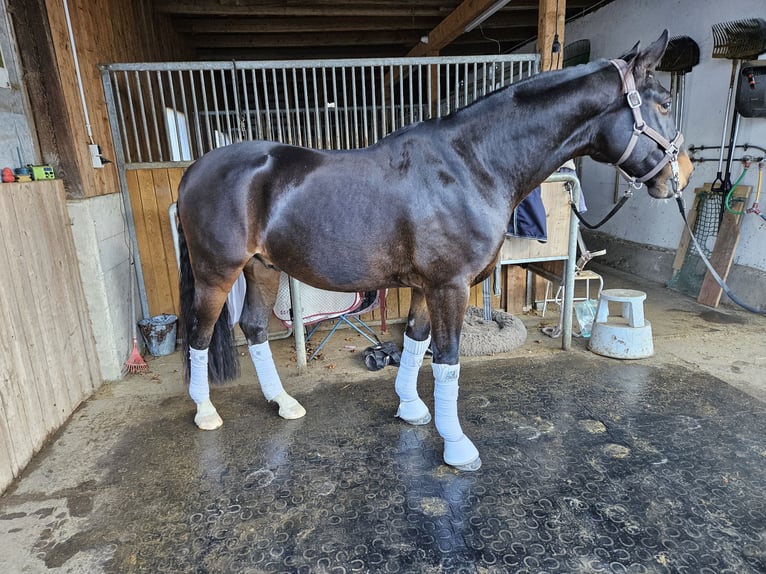 Bavarian Warmblood Gelding 8 years 16 hh Brown in Garsten