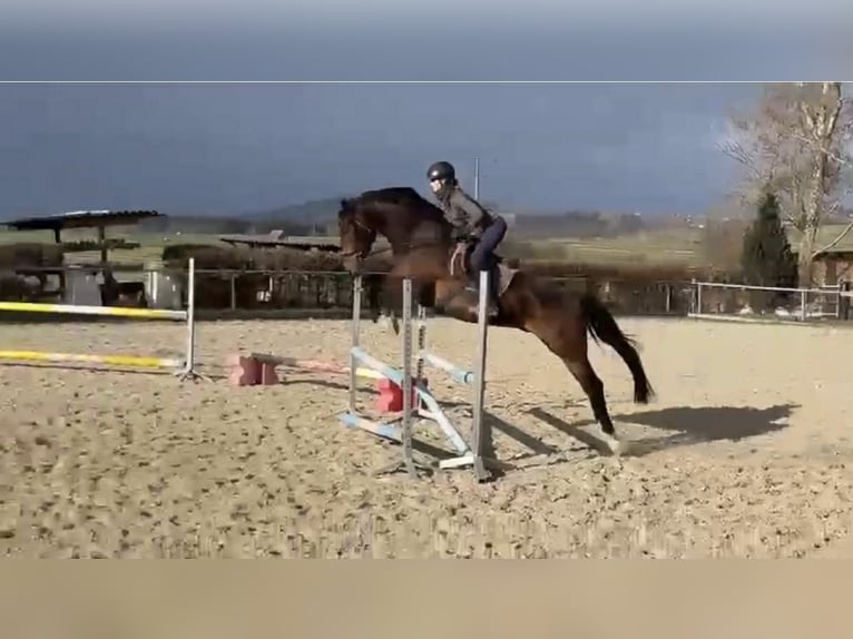 Bavarian Warmblood Gelding 8 years 16,2 hh Brown in Bad Dürrheim