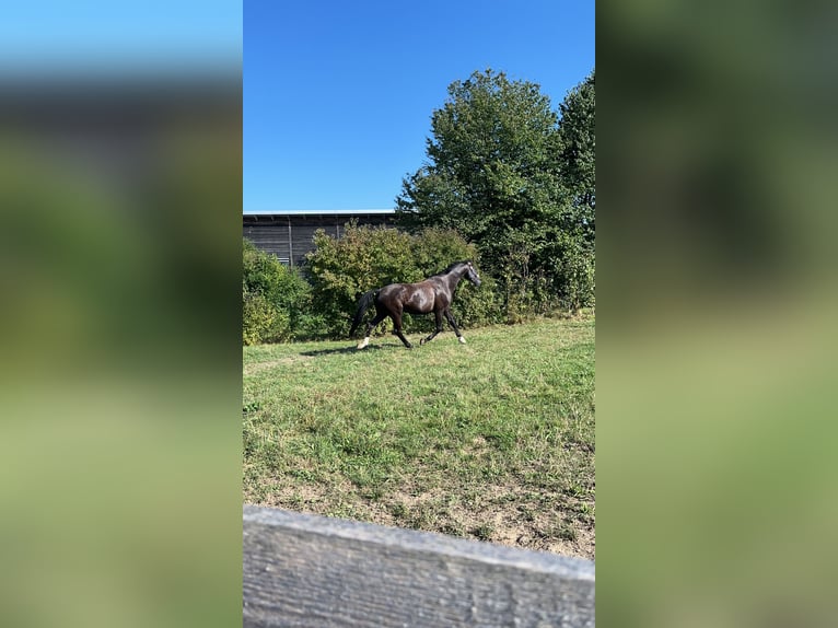 Bavarian Warmblood Gelding 8 years 17,3 hh Black in Furth im Wald