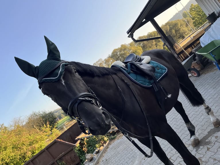 Bavarian Warmblood Gelding 8 years 17,3 hh Black in Furth im Wald