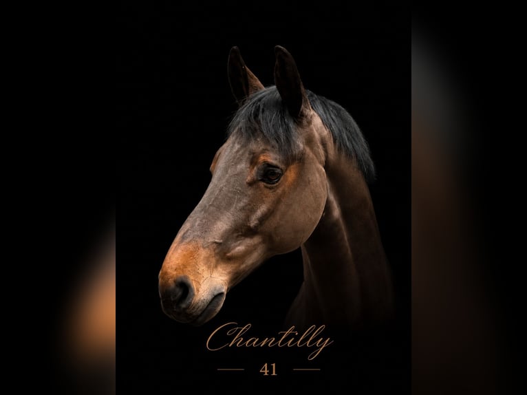 Bavarian Warmblood Gelding 9 years 16.1 hh Brown in Fraunberg