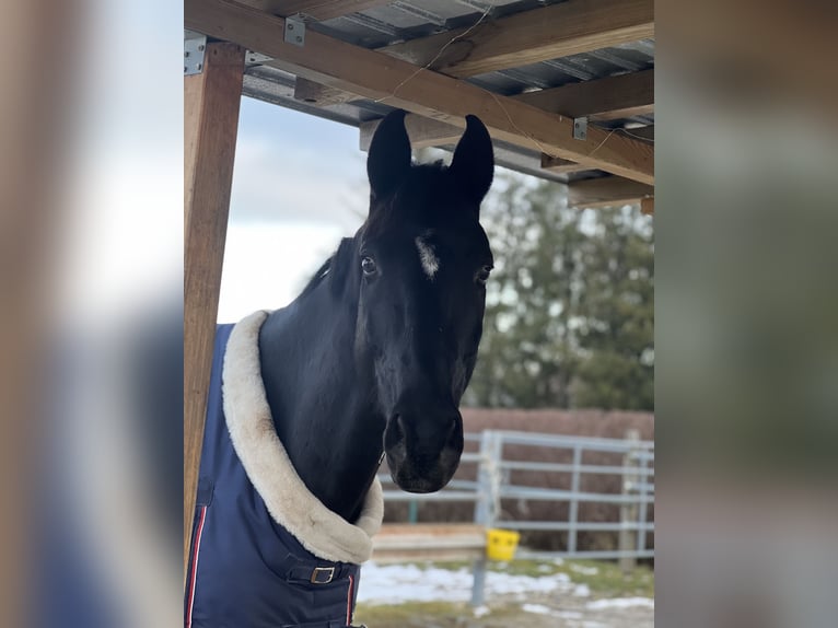 Bavarian Warmblood Gelding 9 years 16.2 hh Black in München