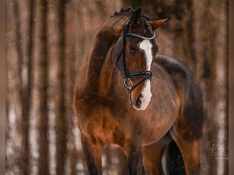 Bavarian Warmblood Gelding 9 years 16,2 hh Brown in Schlierbach