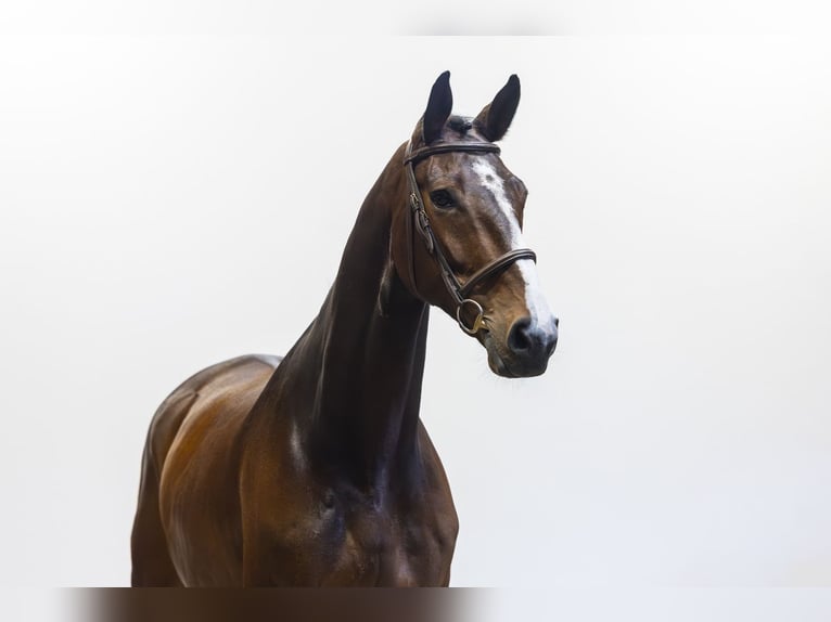 Bavarian Warmblood Gelding 9 years 16.3 hh  in Waddinxveen