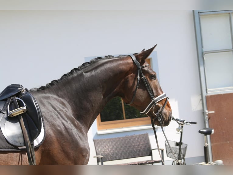 Bavarian Warmblood Gelding 9 years 16,3 hh Bay-Dark in Erharting