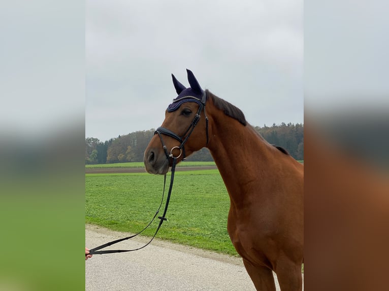 Bavarian Warmblood Gelding 9 years 17,1 hh Chestnut-Red in Marktl am Inn