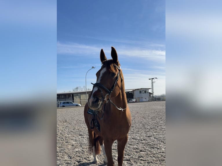 Bavarian Warmblood Gelding 9 years 17,1 hh Chestnut-Red in Laupheim