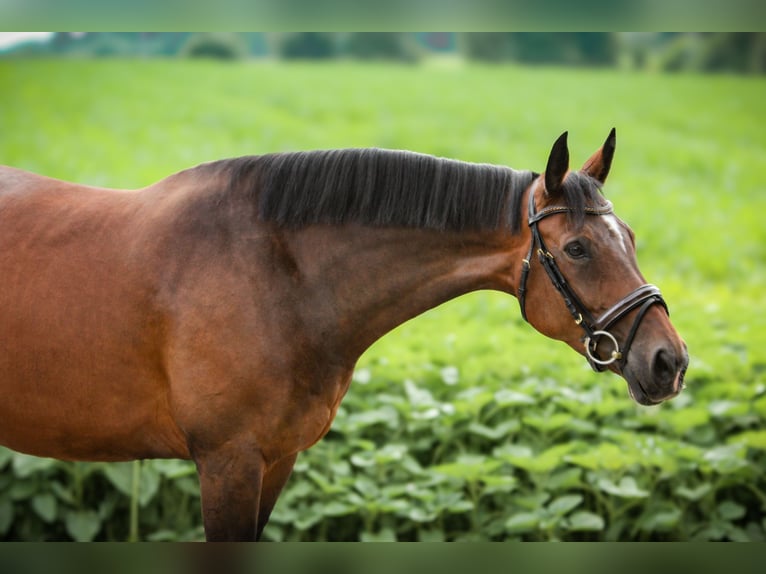 Bavarian Warmblood Mare 10 years 16,1 hh Bay-Dark in Marktredwitz