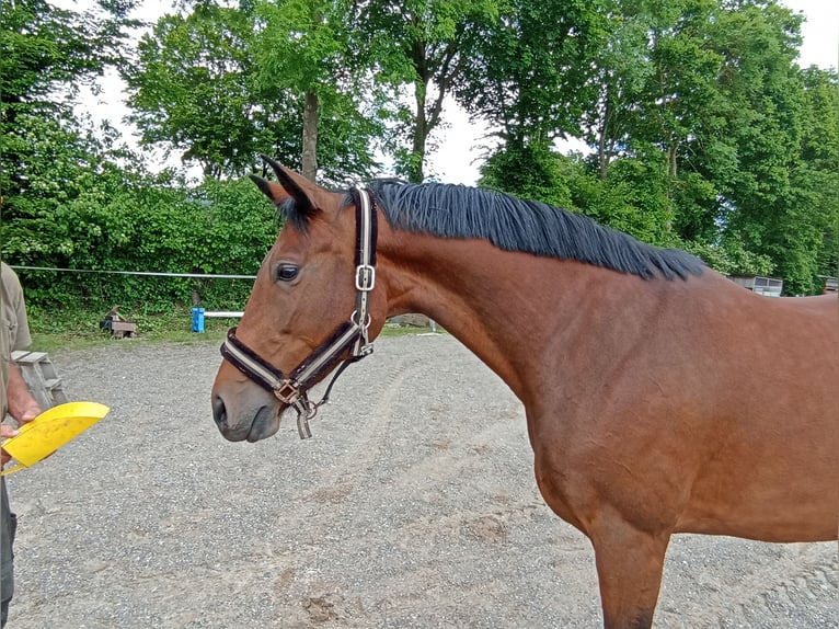 Bavarian Warmblood Mare 10 years 16,1 hh Brown in Kettershausen