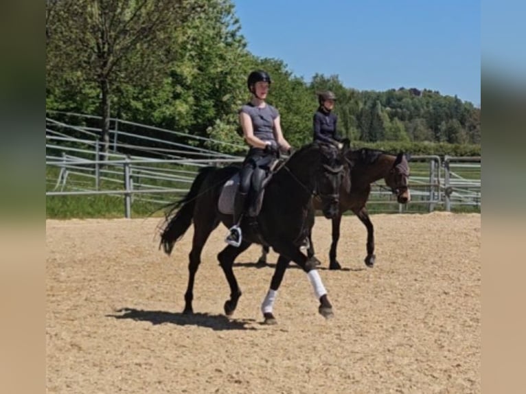 Bavarian Warmblood Mare 10 years 16 hh Black in Schwabmünchen