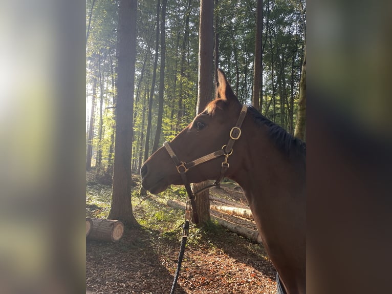 Bavarian Warmblood Mare 11 years 15,2 hh Brown in Seeshaupt