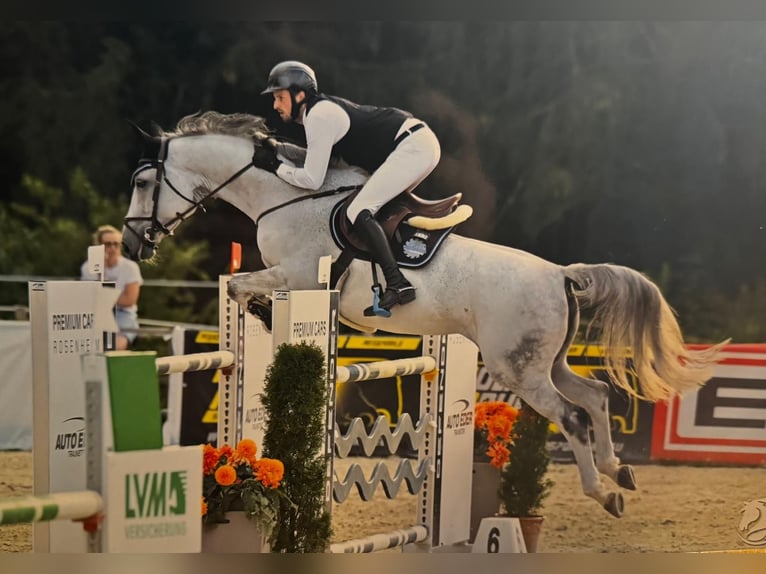 Bavarian Warmblood Mare 11 years 16,3 hh Gray in Schöllnach