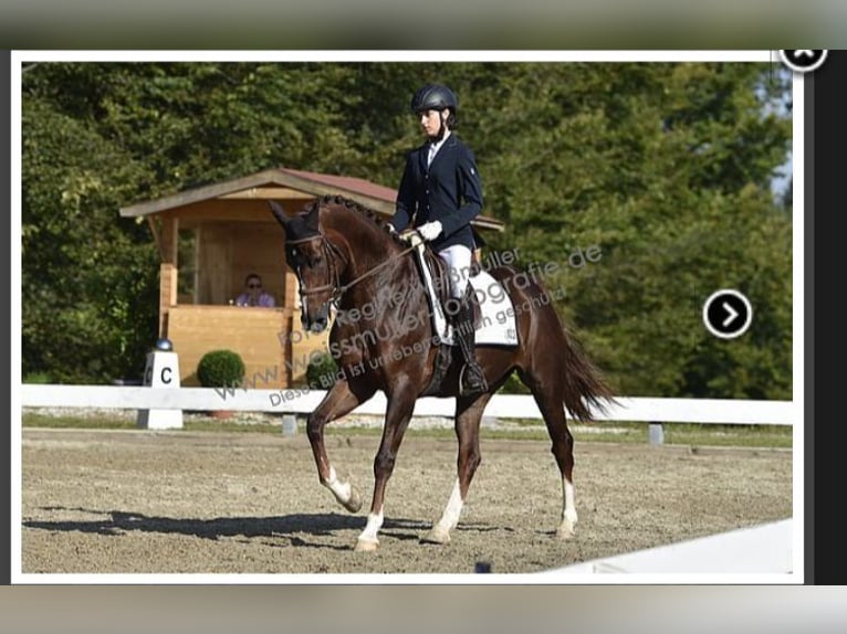 Bavarian Warmblood Mare 11 years 16 hh Chestnut in Söchtenau