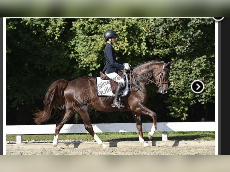 Bavarian Warmblood Mare 11 years 16 hh Chestnut in Söchtenau