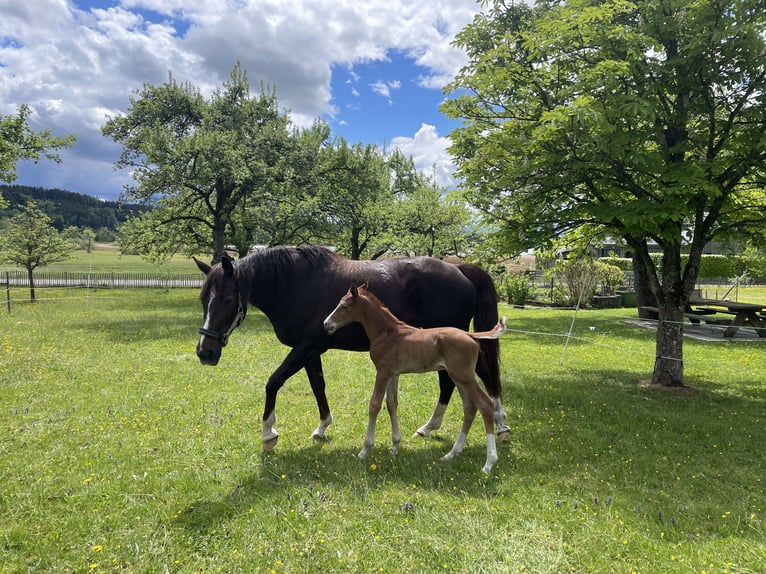 Bavarian Warmblood Mare 11 years 16 hh Chestnut in Söchtenau