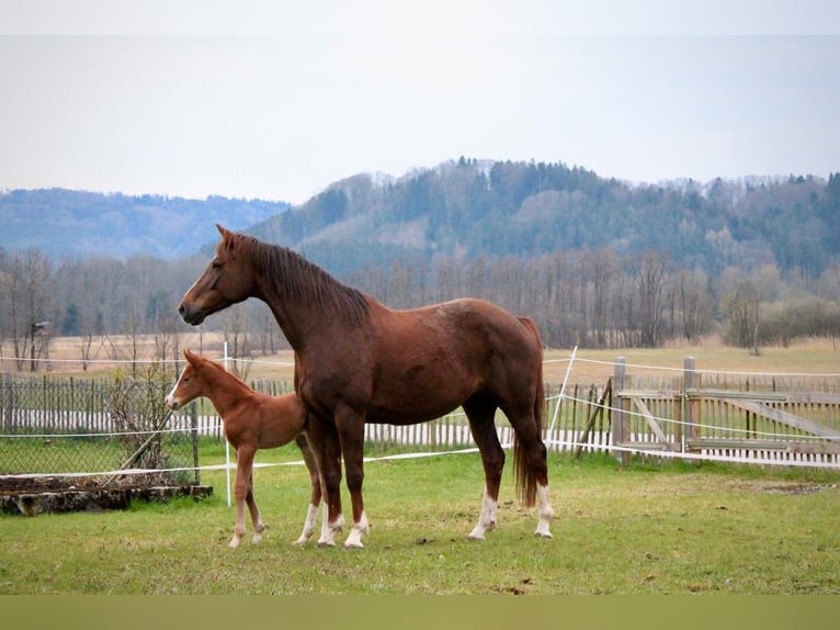 Bavarian Warmblood Mare 11 years 16 hh Chestnut in Söchtenau