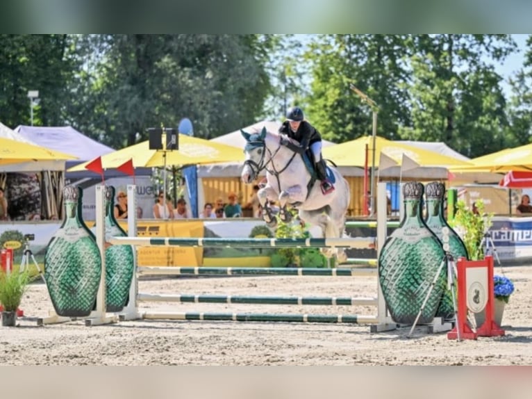 Bavarian Warmblood Mare 11 years 16,1 hh Grey in Dornbirn