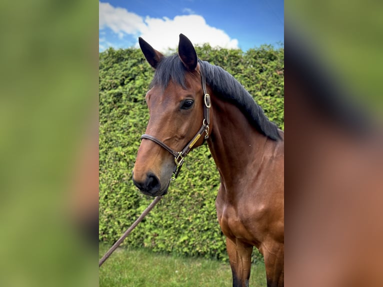 Bavarian Warmblood Mare 11 years 17 hh Brown in Brechen