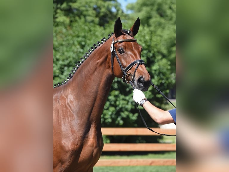 Bavarian Warmblood Mare 11 years 17 hh Brown in Brechen