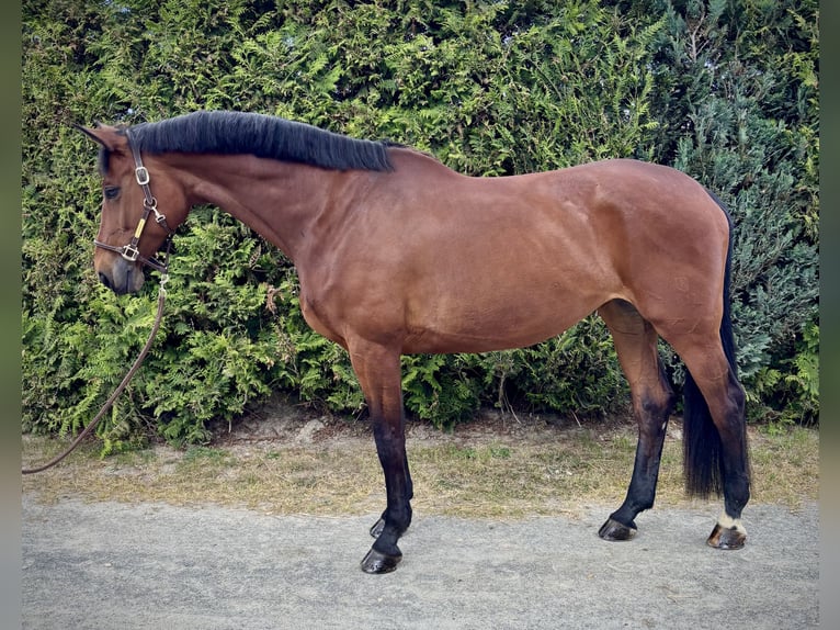 Bavarian Warmblood Mare 11 years 17 hh Brown in Brechen