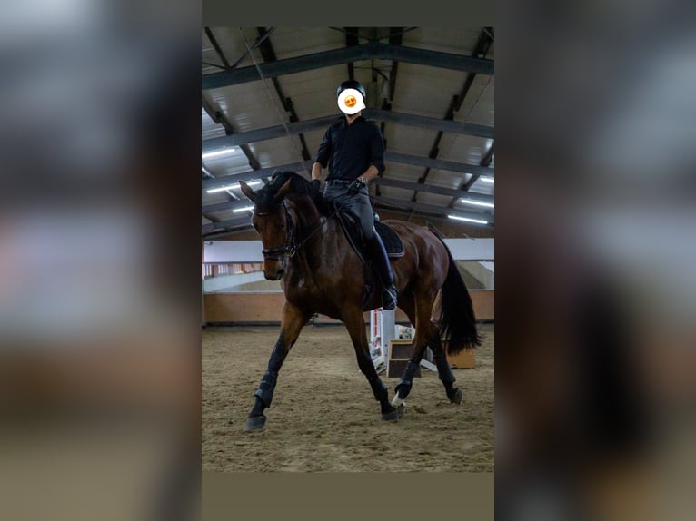 Bavarian Warmblood Mare 11 years 17 hh Brown in Brechen