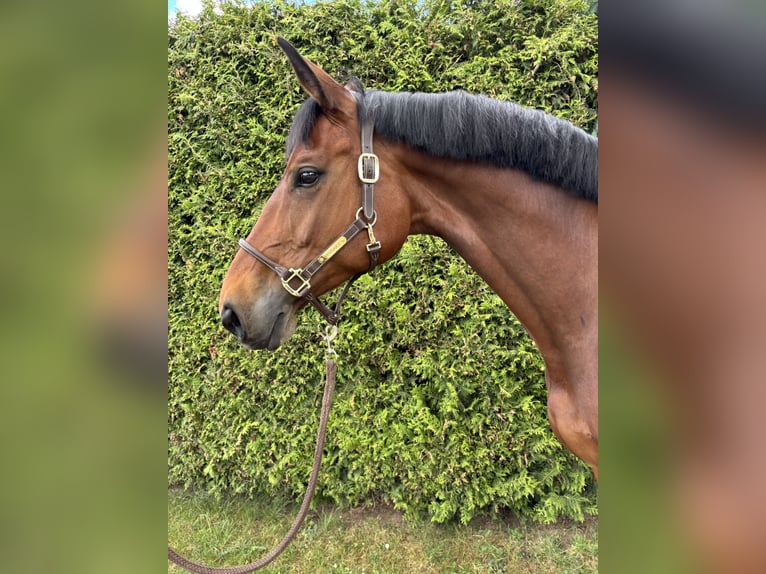 Bavarian Warmblood Mare 11 years 17 hh Brown in Brechen