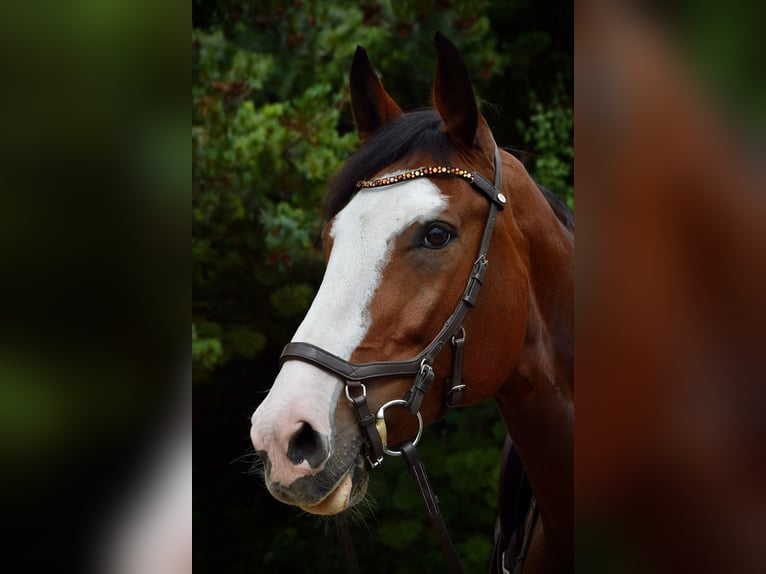 Bavarian Warmblood Mare 12 years 15,3 hh Brown in Böhl-Iggelheim