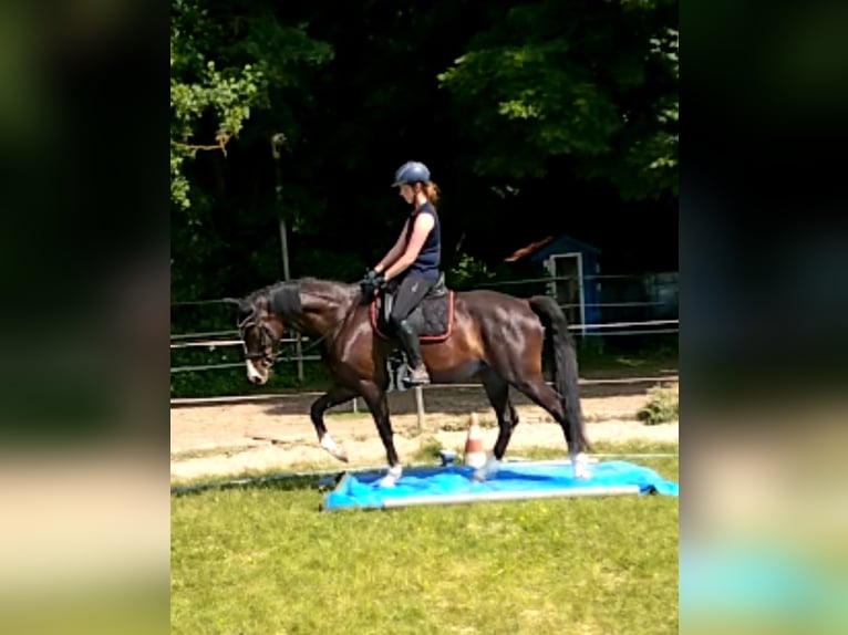 Bavarian Warmblood Mare 12 years 16.1 hh Bay-Dark in Ötisheim