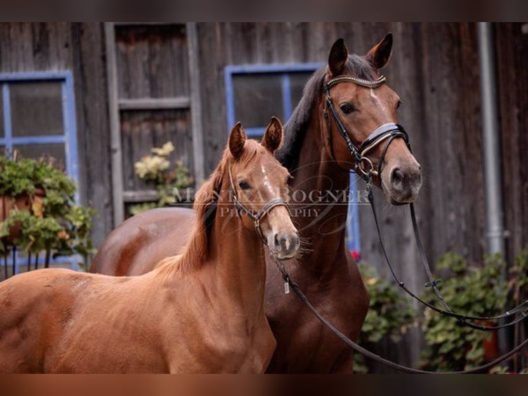 Bavarian Warmblood Mare 12 years 16,1 hh Brown in Laaber